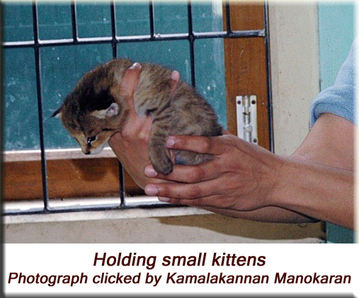 Devna Arora - Holding small kittens